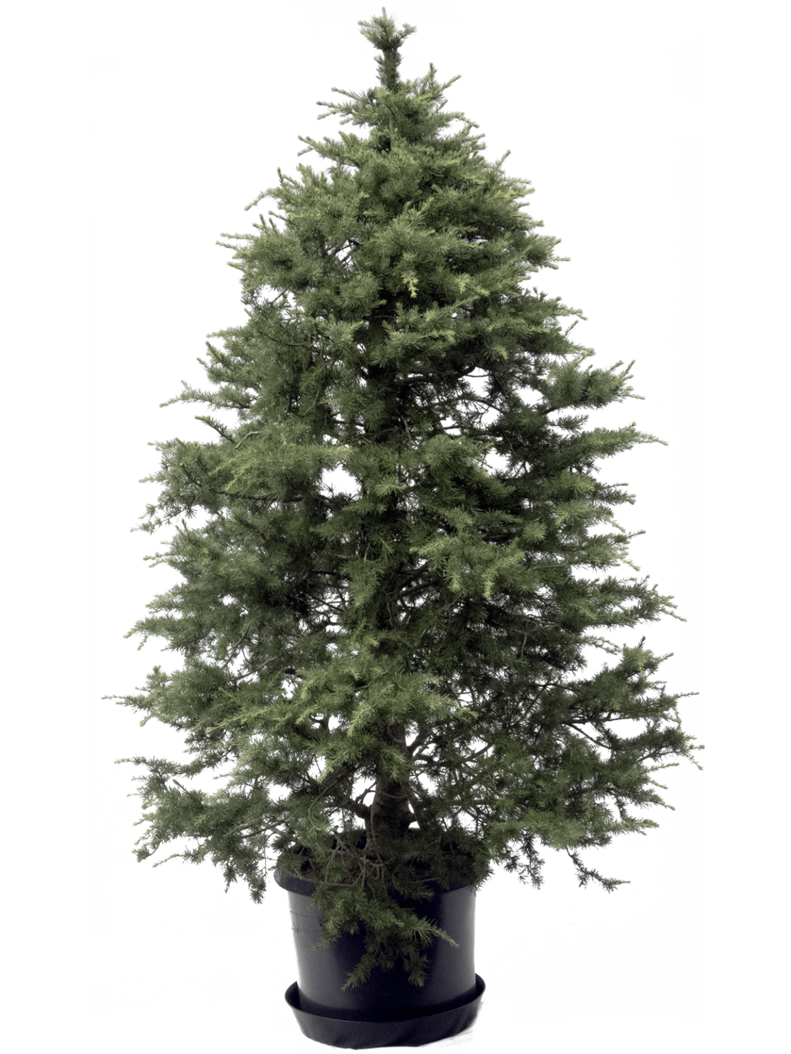 Christmas Trees for Rent Archives