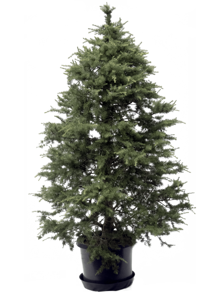 Christmas Trees for Rent Archives