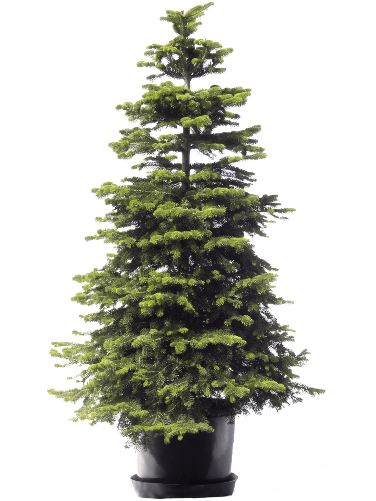 Christmas Trees for Rent Archives