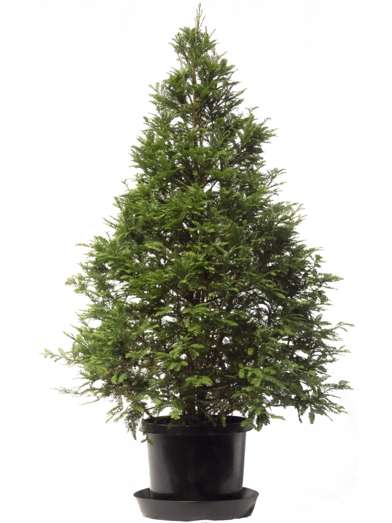 Christmas Trees for Rent Archives