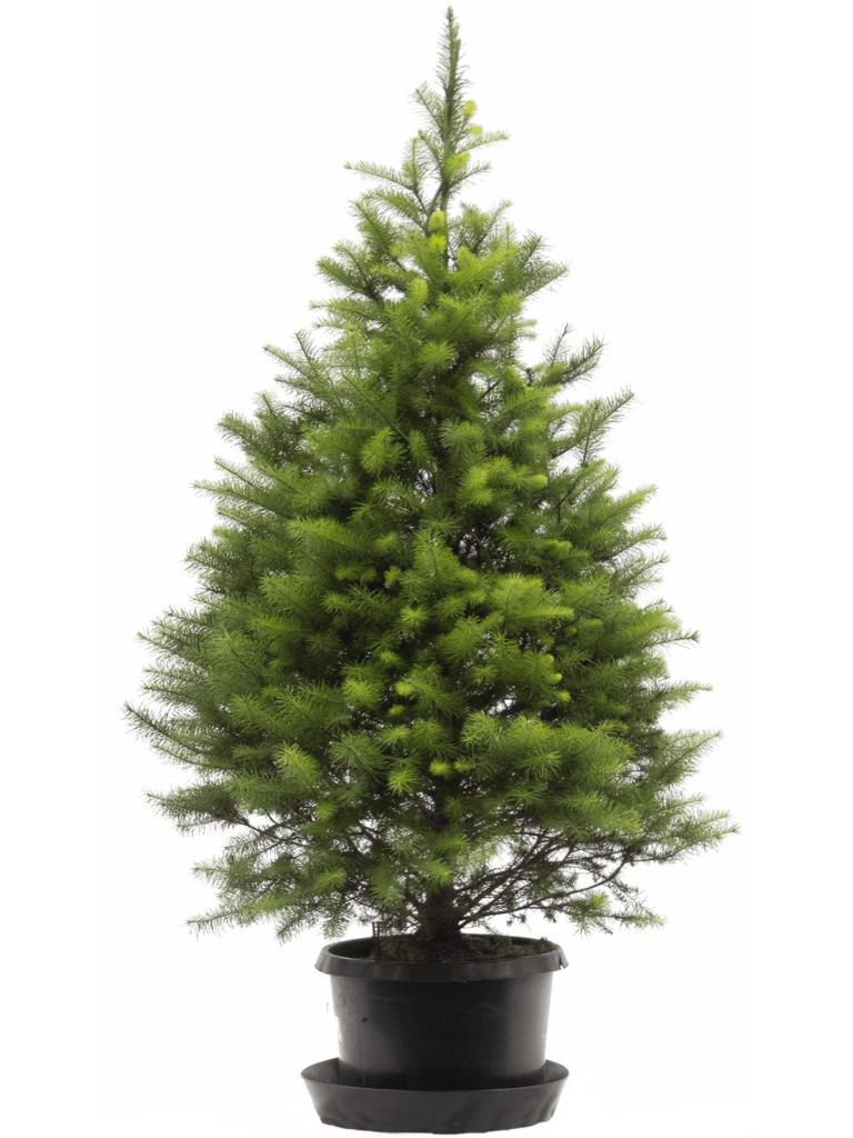 Christmas Trees for Rent Archives